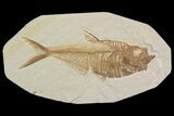 Detailed, Diplomystus Fossil Fish - Wyoming #92896-1